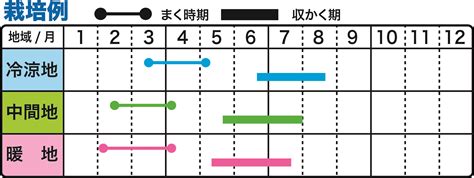 時種|野菜のタネまき時期早見表 